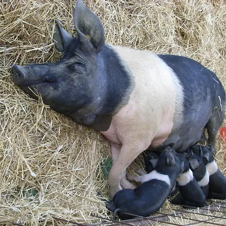 Séjour à la ferme La Pietriccia