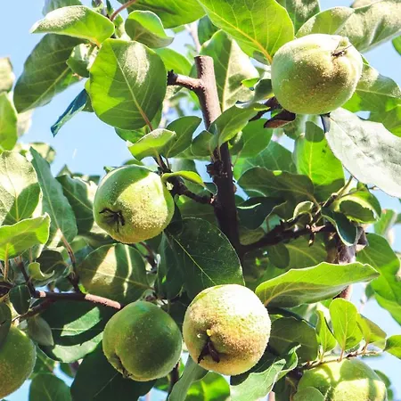 La Pietriccia Gospodarstwo agroturystyczne *